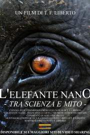 L'Elefante Nano Tra Scienza E Mito