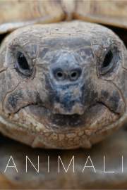ANIMALI
